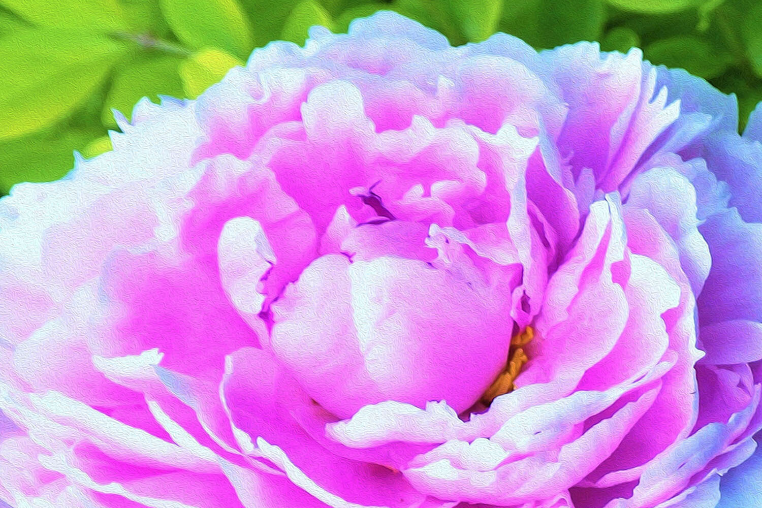Stunning Double Pink Peony Flower Detail