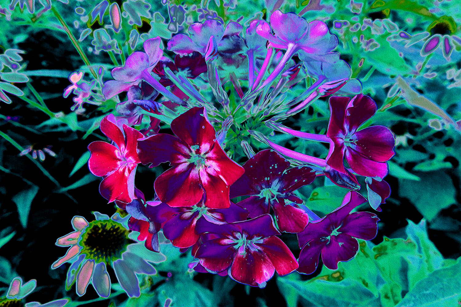 Dramatic Red, Purple and Pink Garden Flower