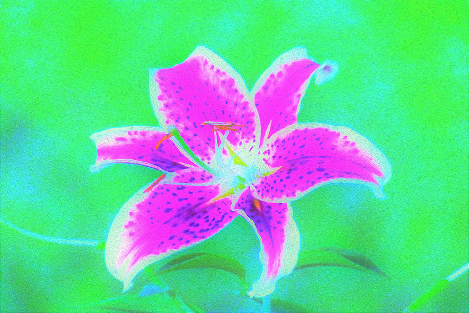 Hot Pink Stargazer Lily on Turquoise and Green
