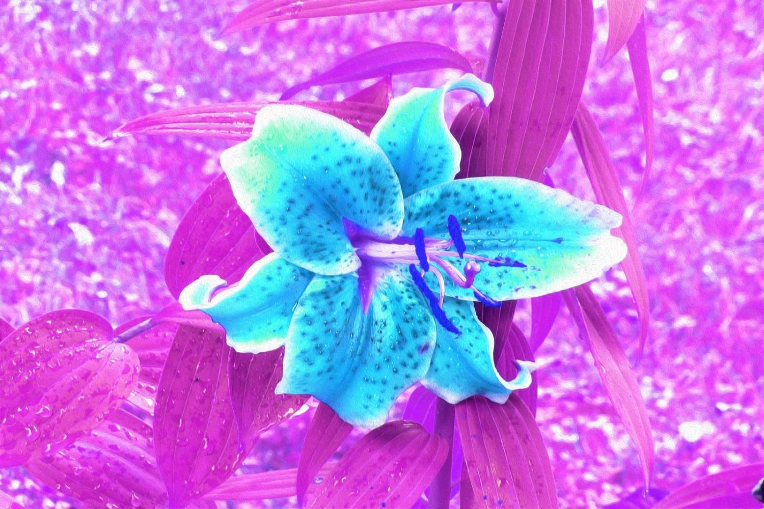 Pretty Aqua Blue Stargazer Lily on Purple