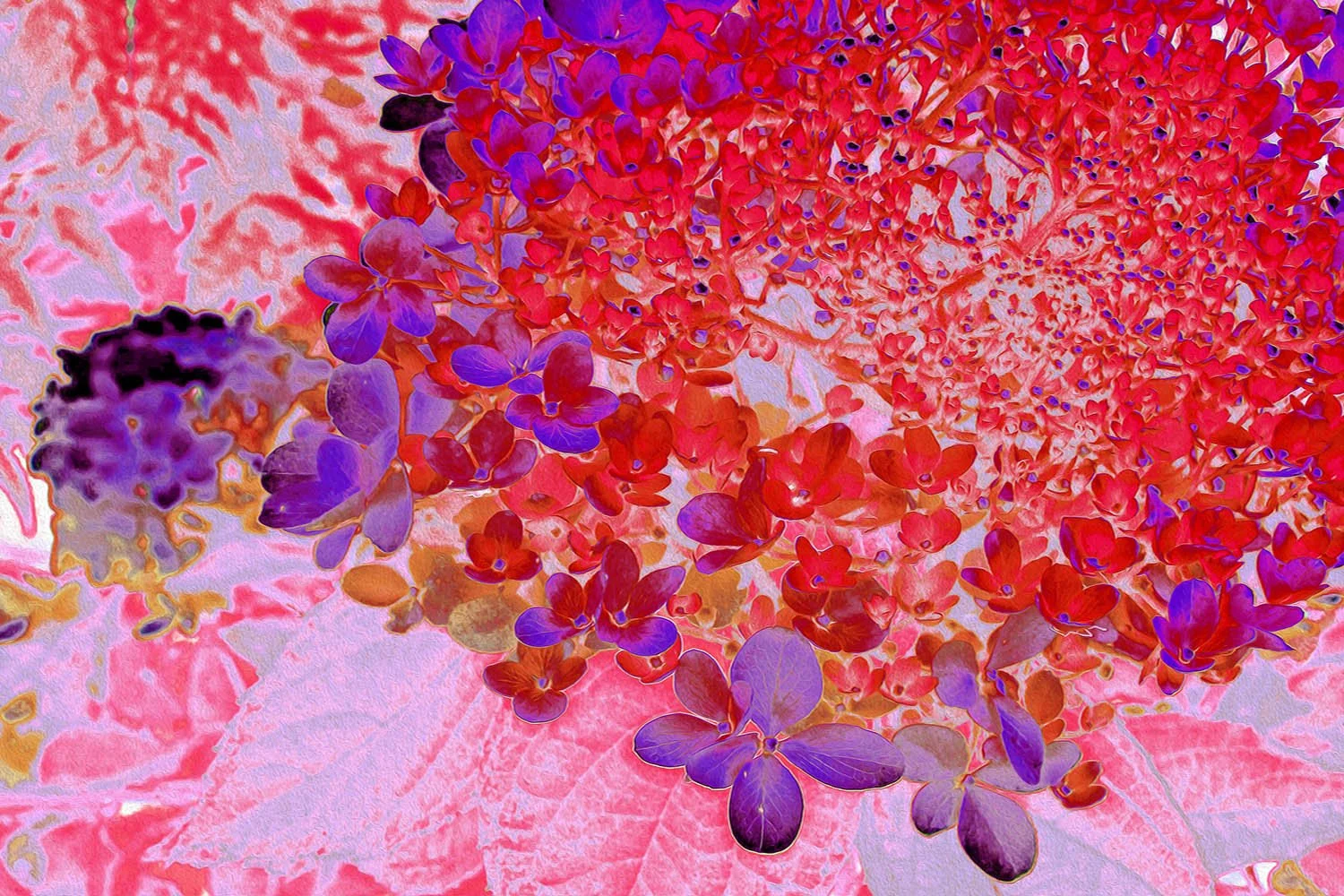 Elegant Purple and Orange Limelight Hydrangea