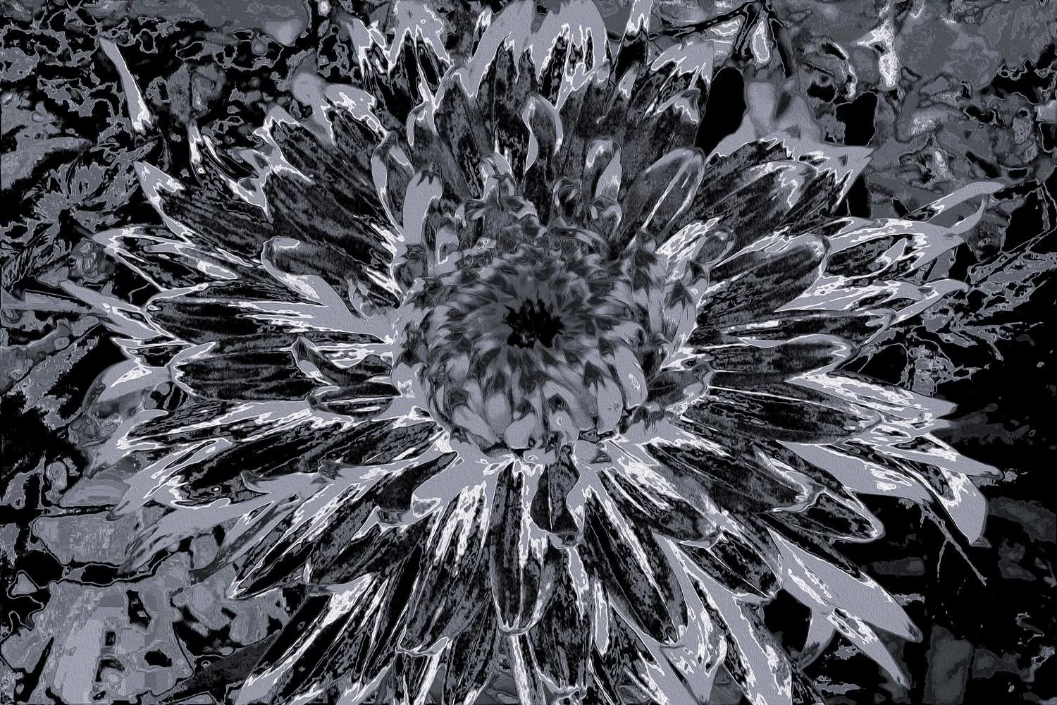 Black and Gray Dahlia Flower