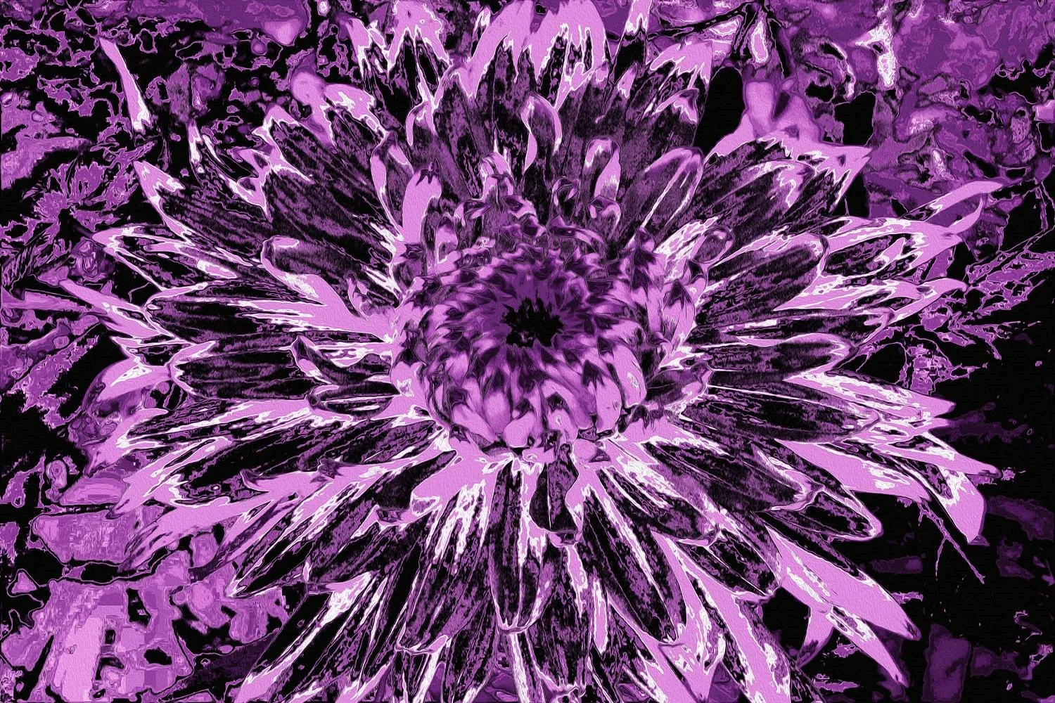 Black and Pink Dahlia Flower
