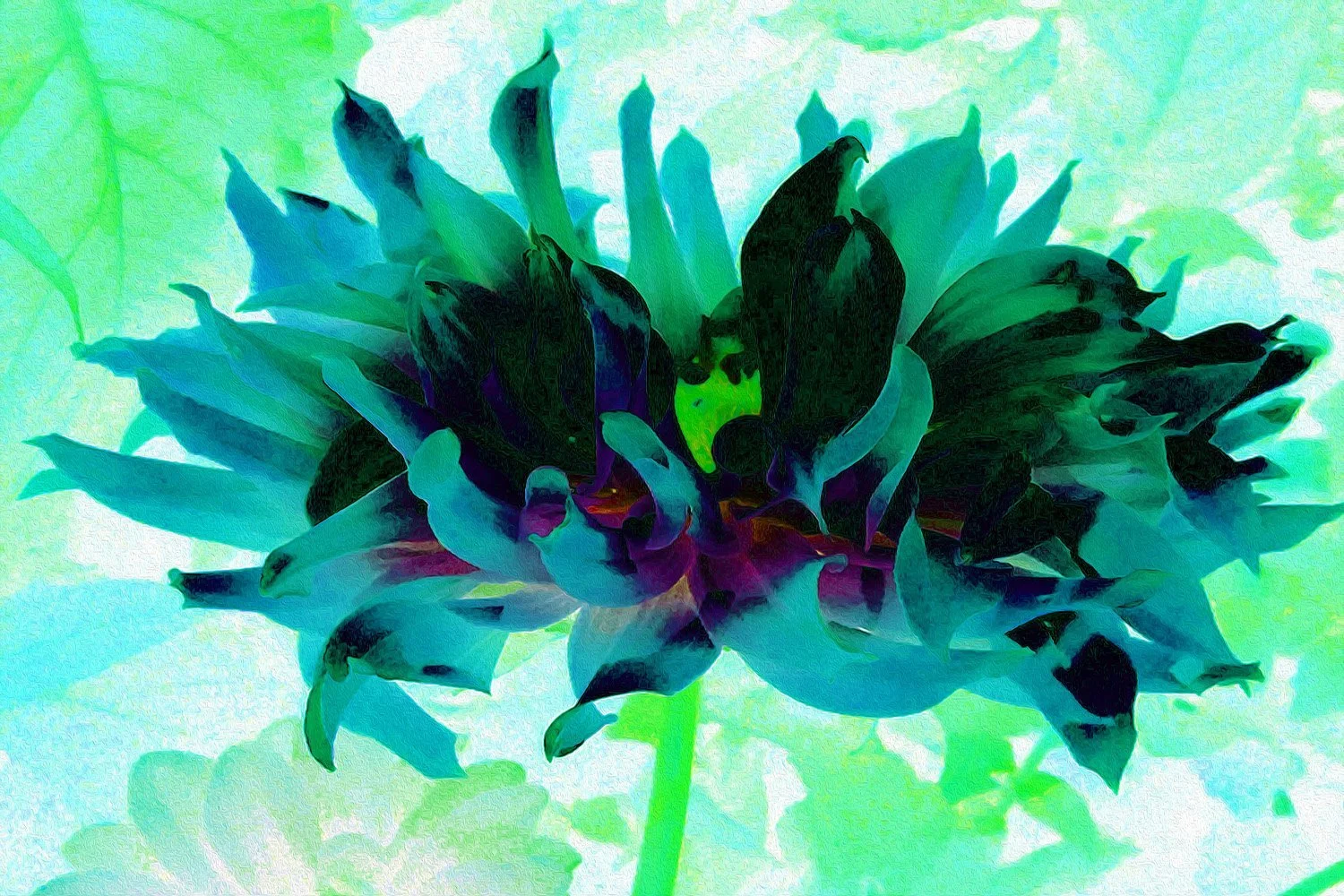 Stunning Teal and Black Cactus Dahlia