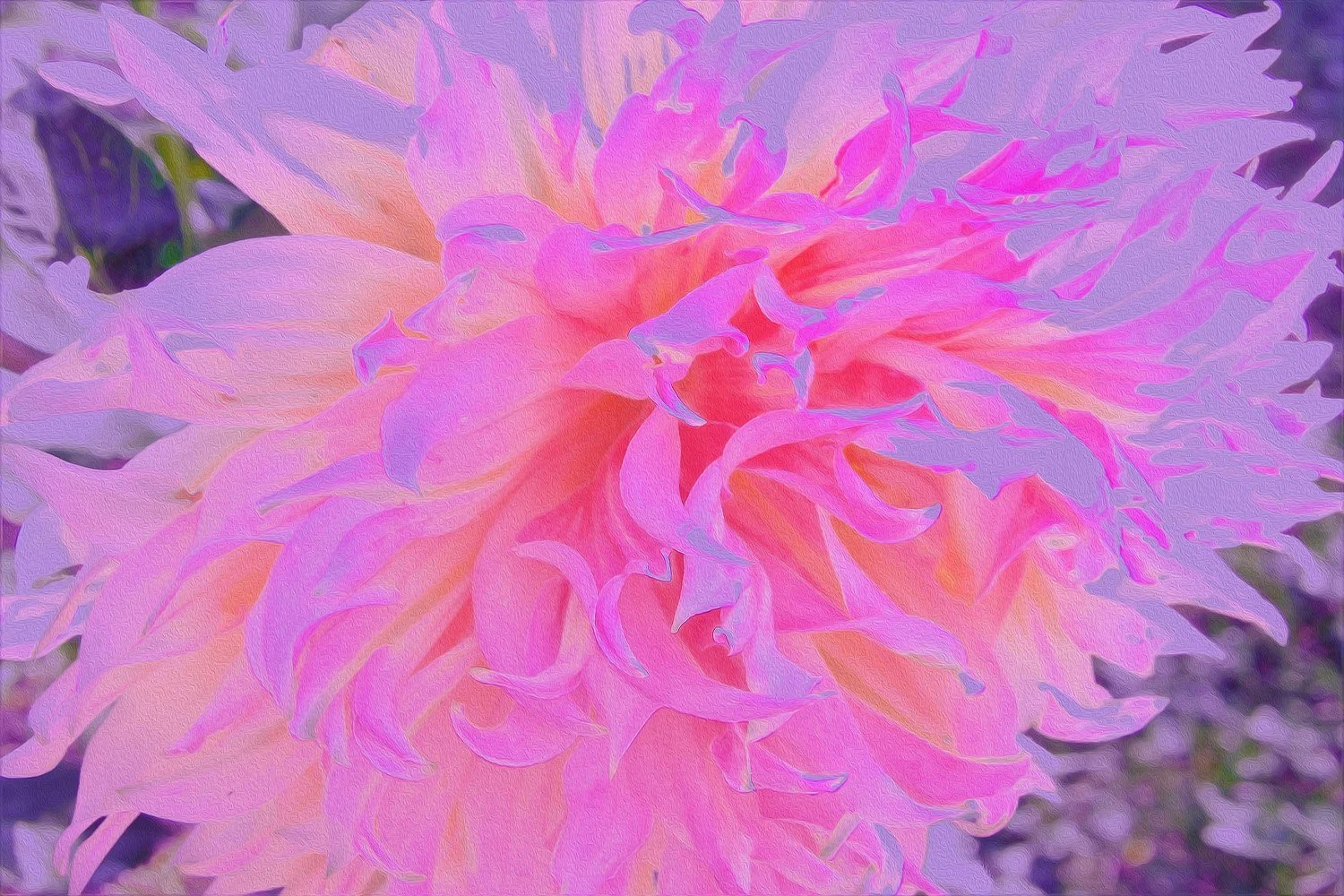 Elegant Hot Pink and Magenta Decorative Dahlia