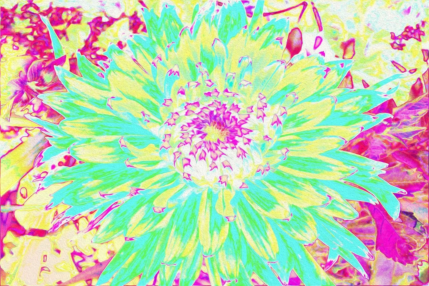 Yellow and Magenta Decorative Dahlia Flower