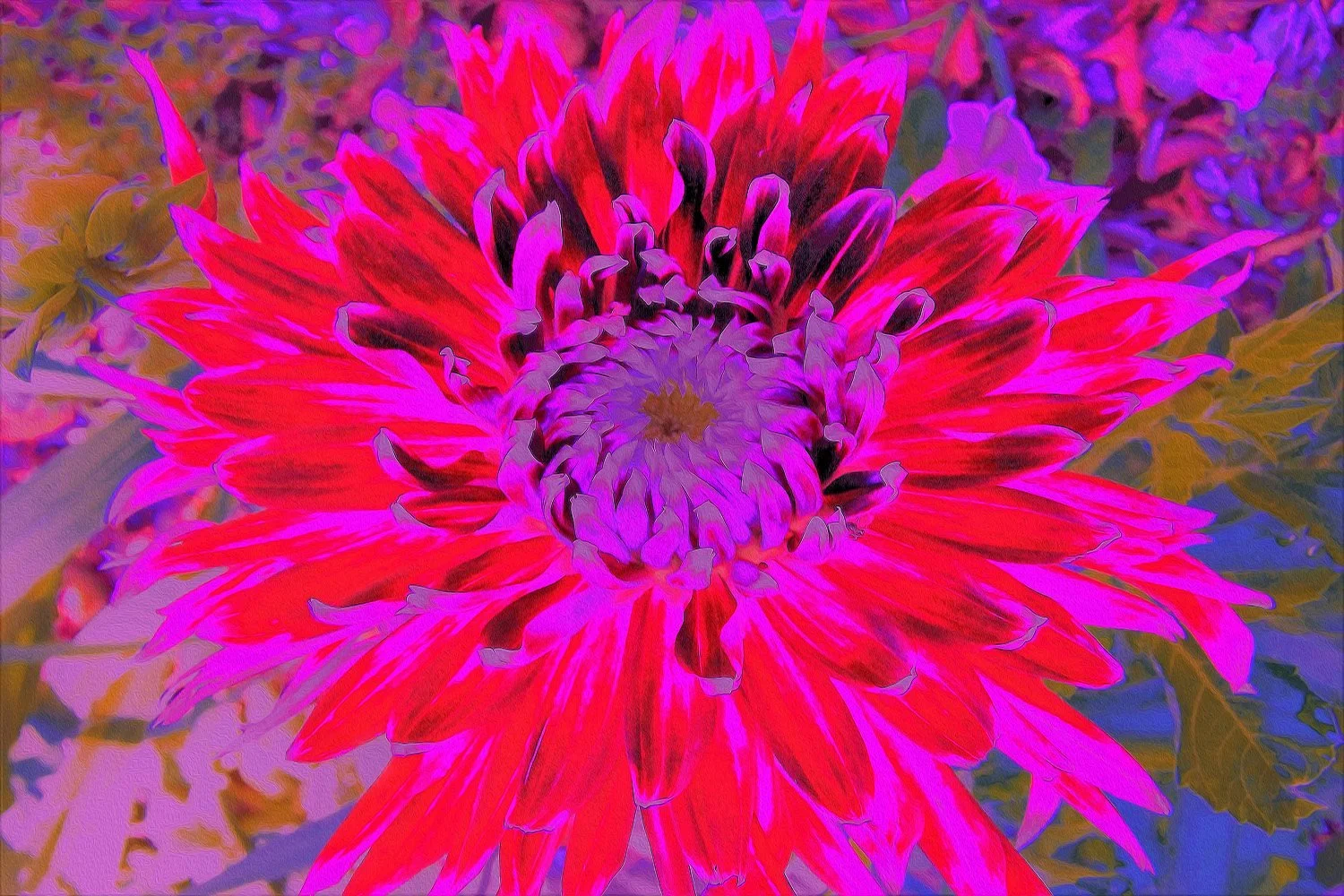 Abstract Magenta, Purple and Red Dahlia Flower