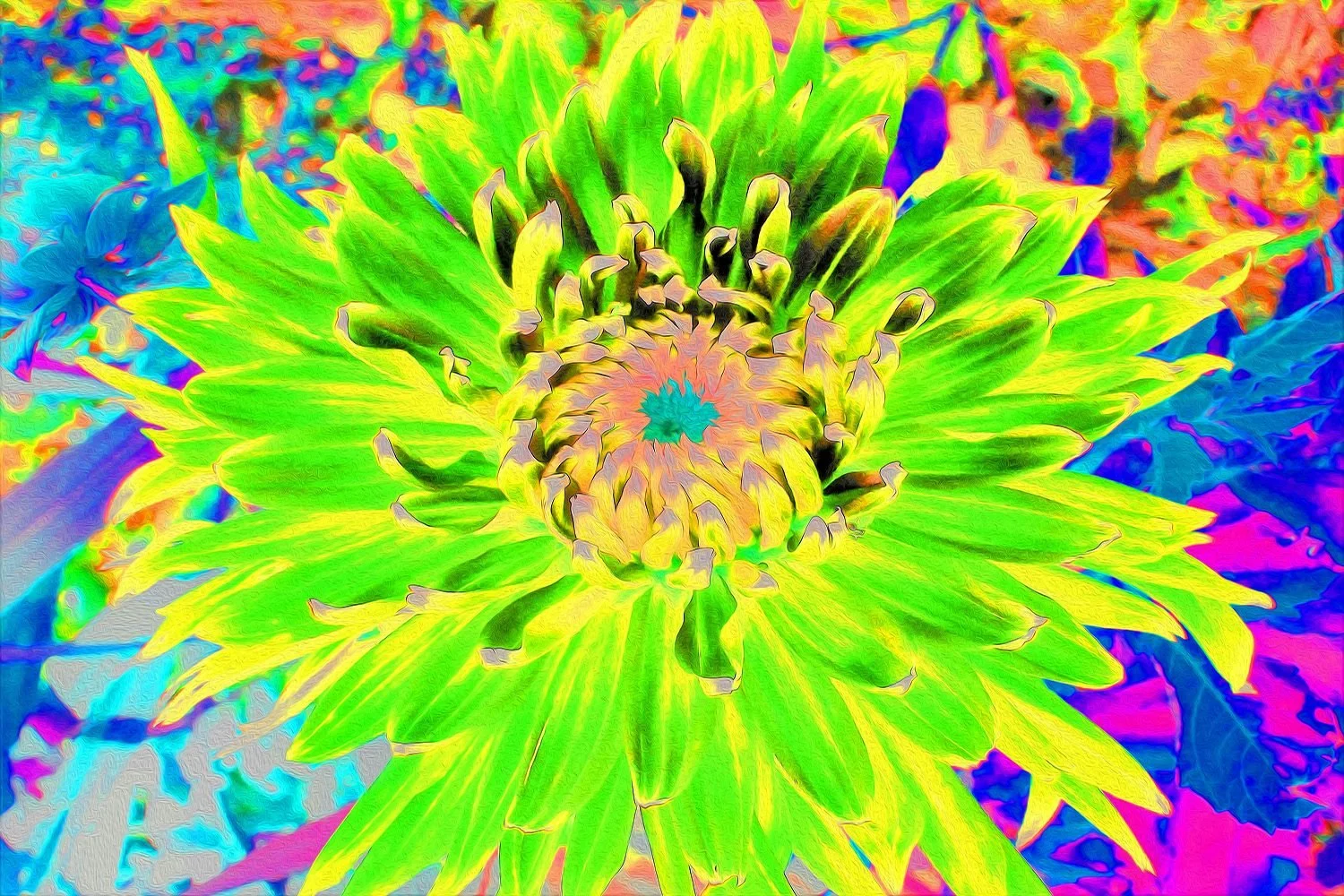 Colorful Lime Green and Yellow Blooming Dahlia
