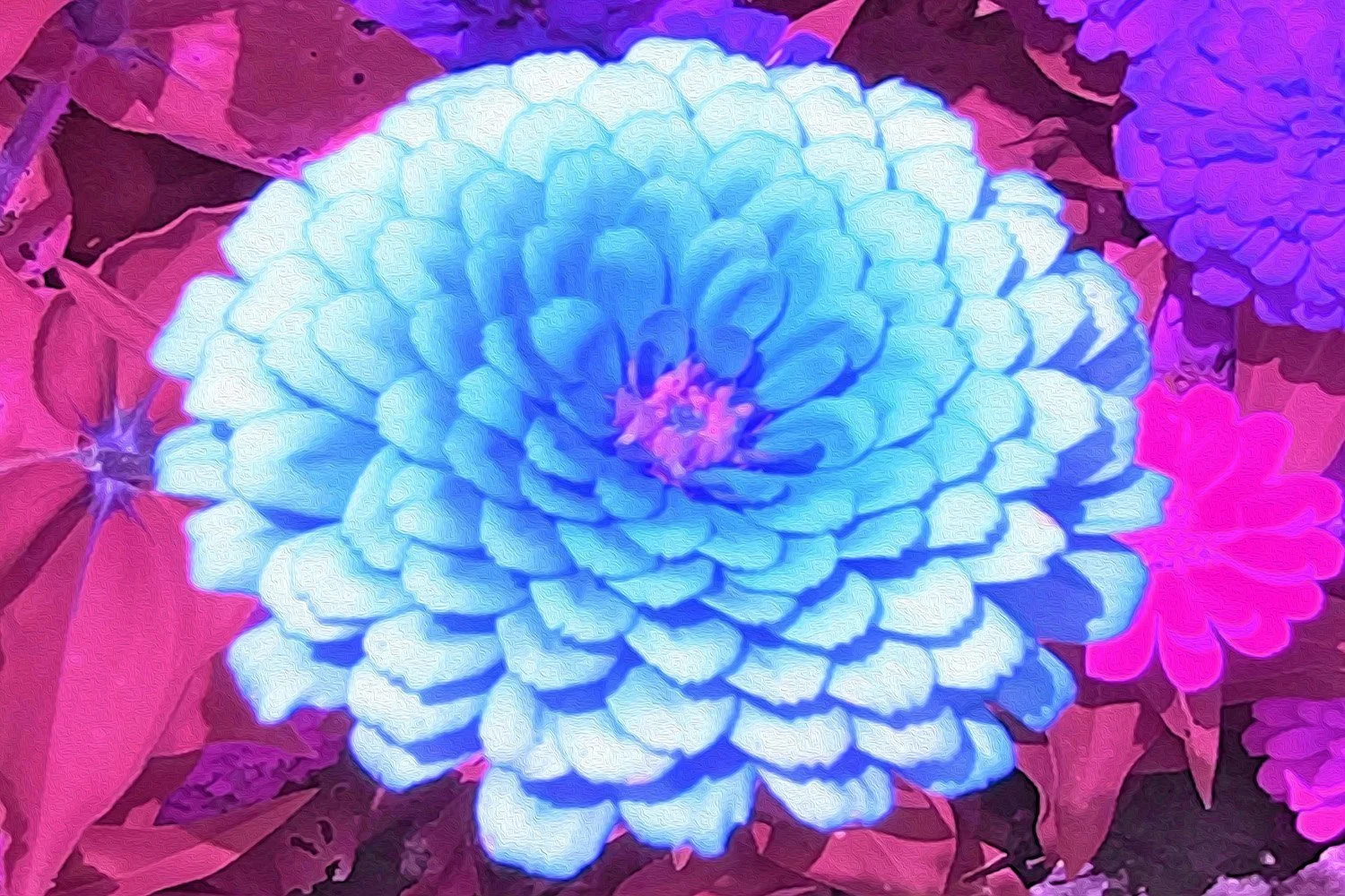 Pretty Blue Zinnia in the Purple Summer Garden