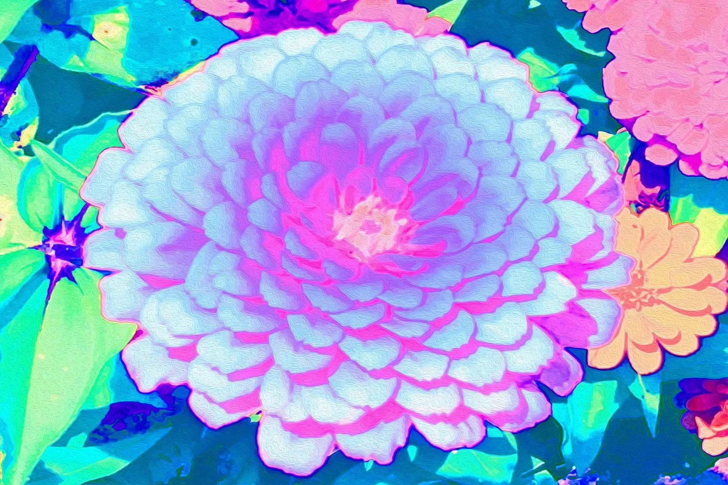 Pretty Purple and Pink Zinnia in the Summer Garden