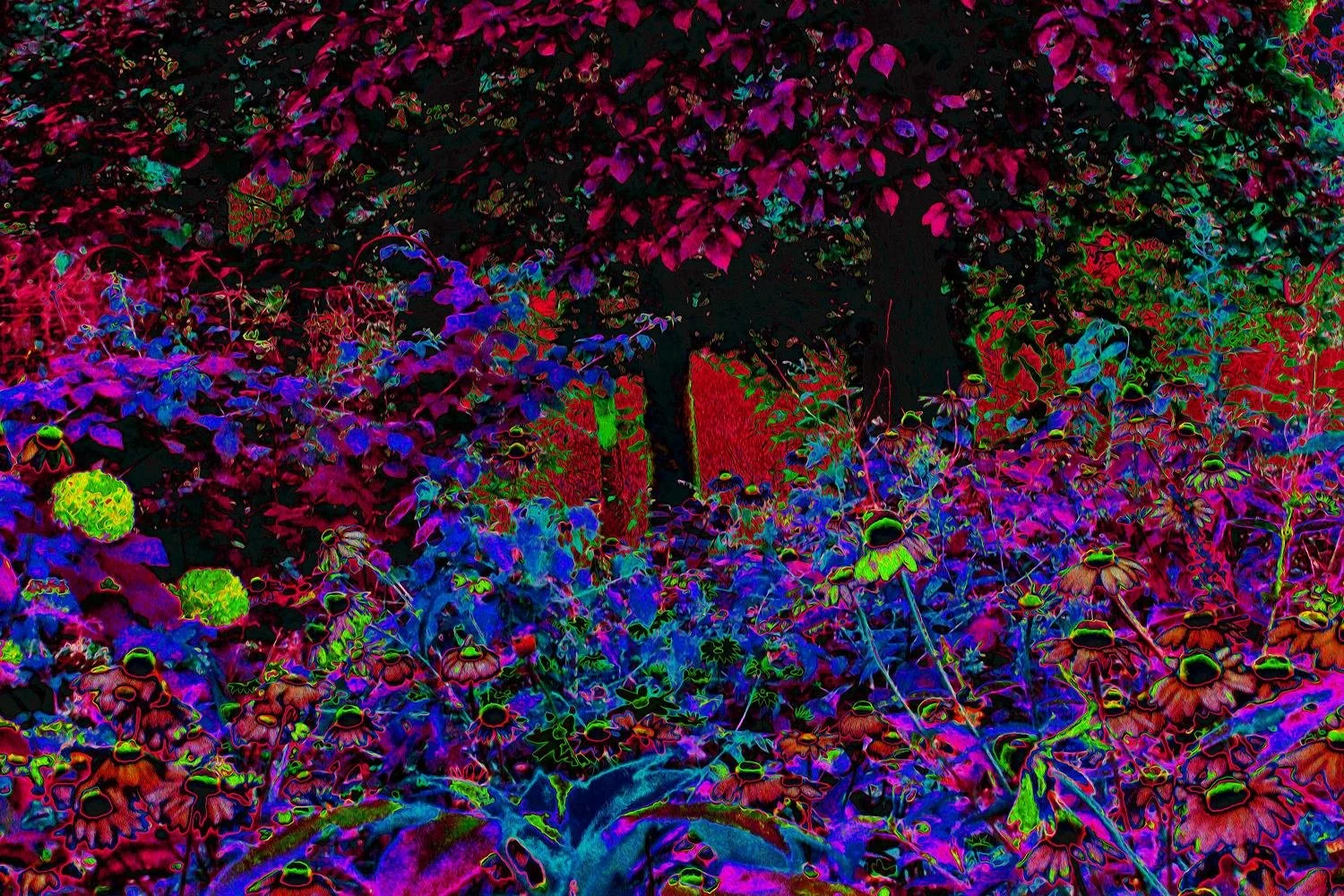 Psychedelic Crimson Red and Black Garden Sunrise
