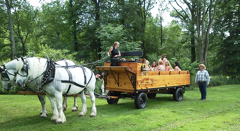 Horse Carriage for Wedding