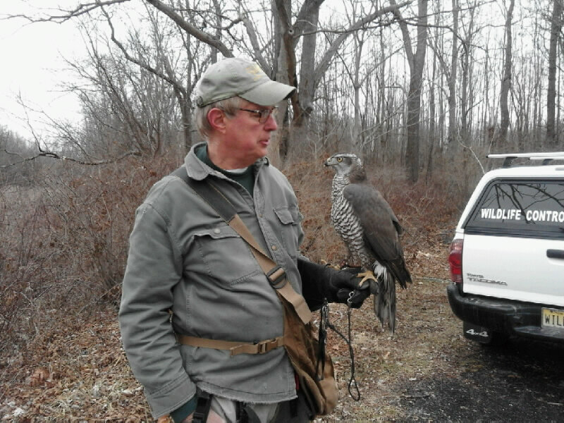 falconry1.jpg