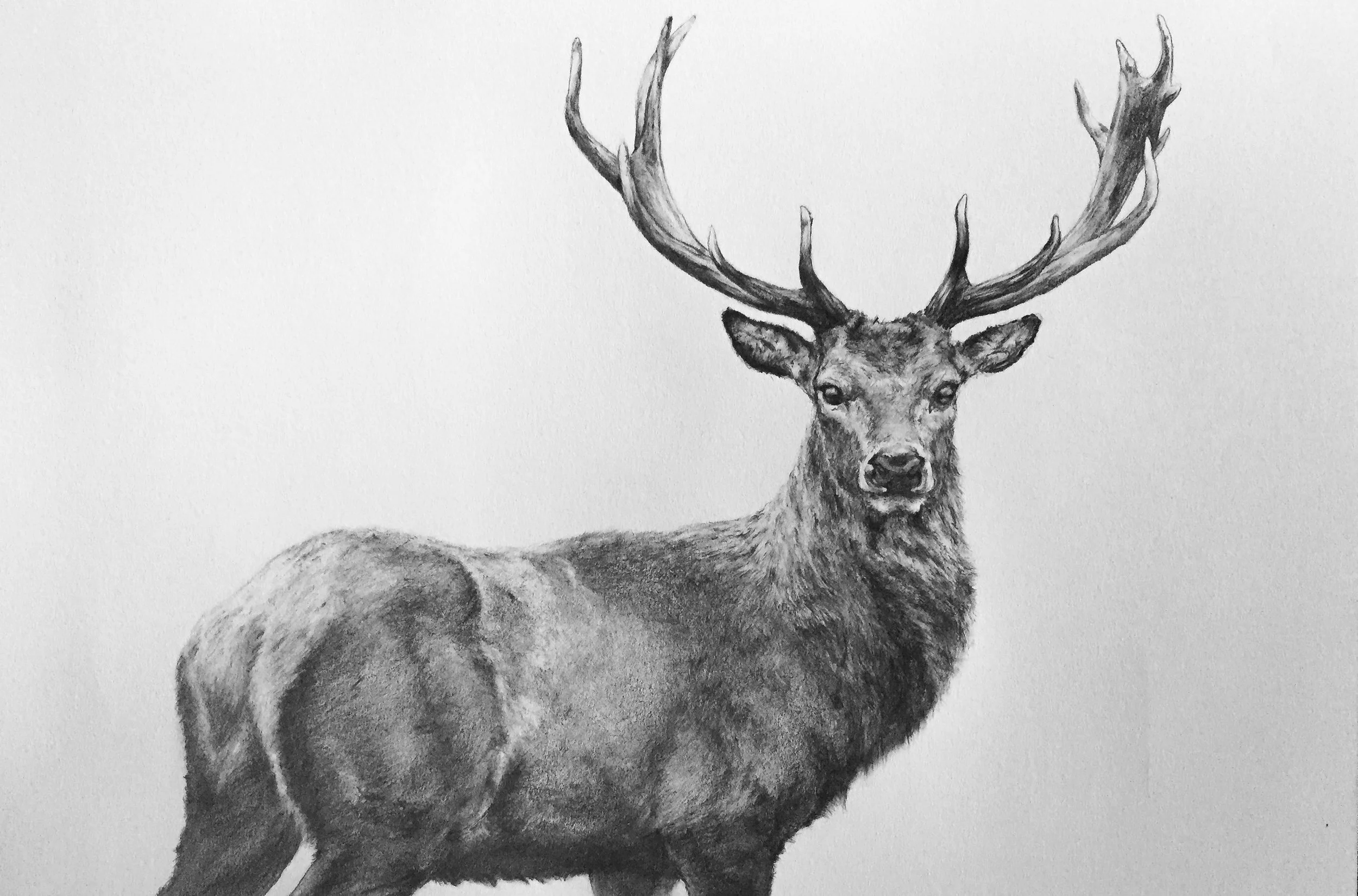 Elk Portrait