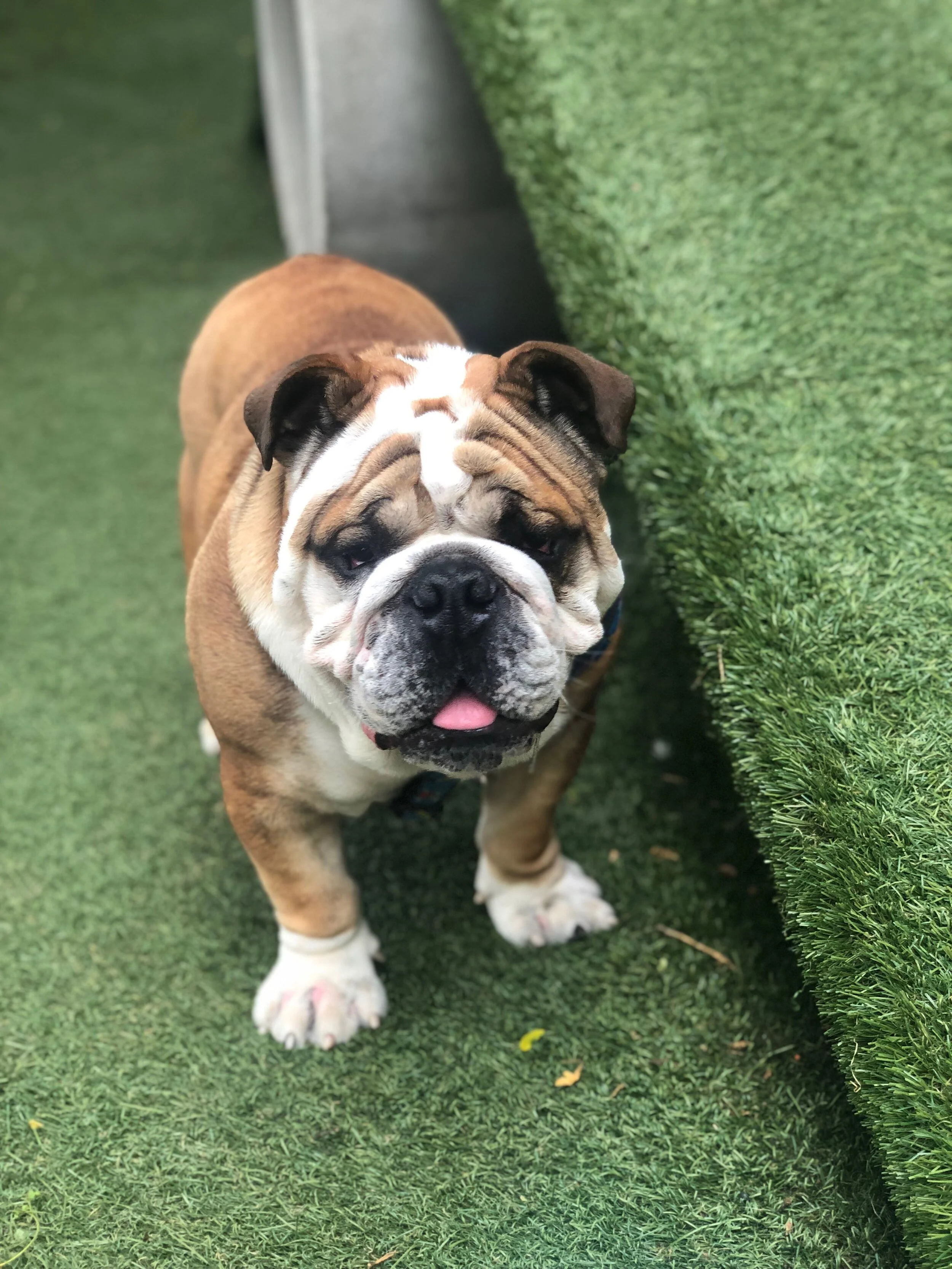 OUR MISSION — RUFF North End Dog Group