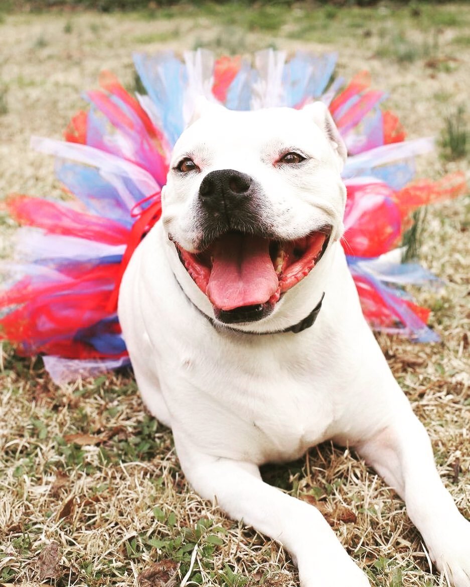 Happy Independence Day! 🇺🇸 tag us in photos of your your dog celebrating #America - most patriotic pooch will win a #ruffboston summer swag gift! #happyfourth🇺🇸 #staysafe