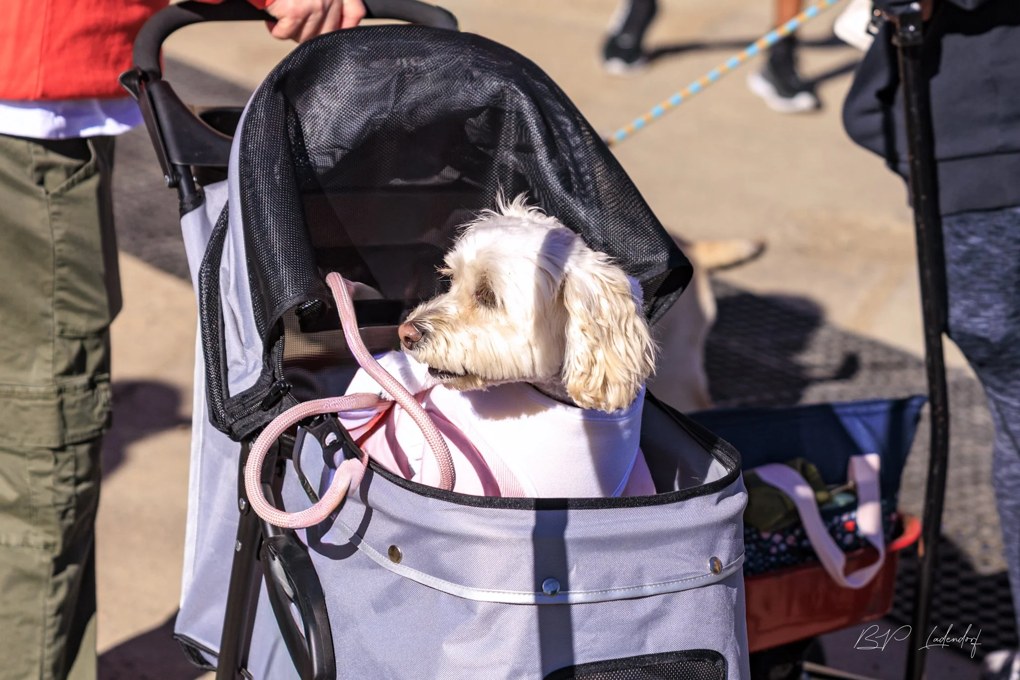 2026 Hair of the Dog May 08, 2026-10201.jpg