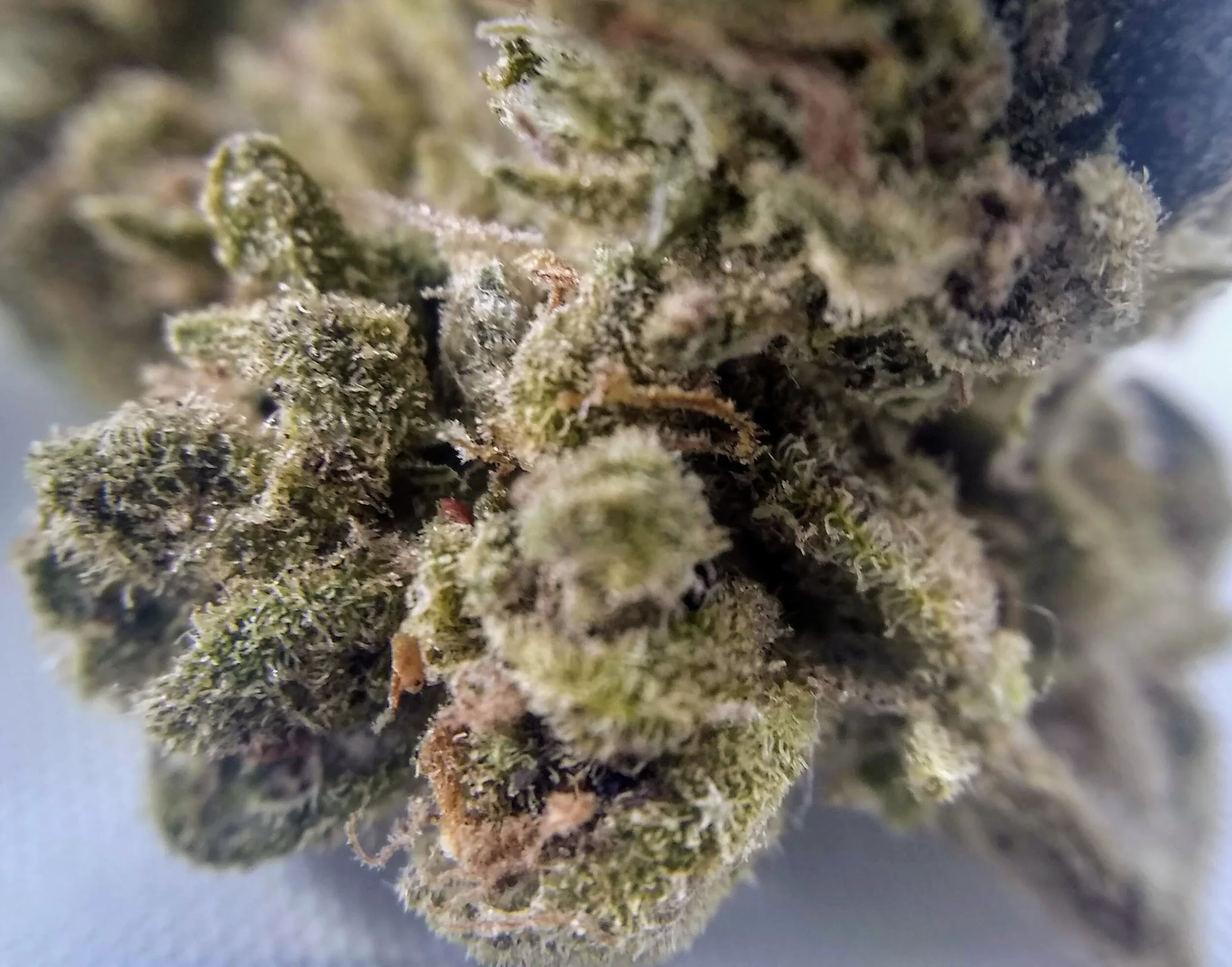 Flower Review Pineapple Express (All The Buzz)