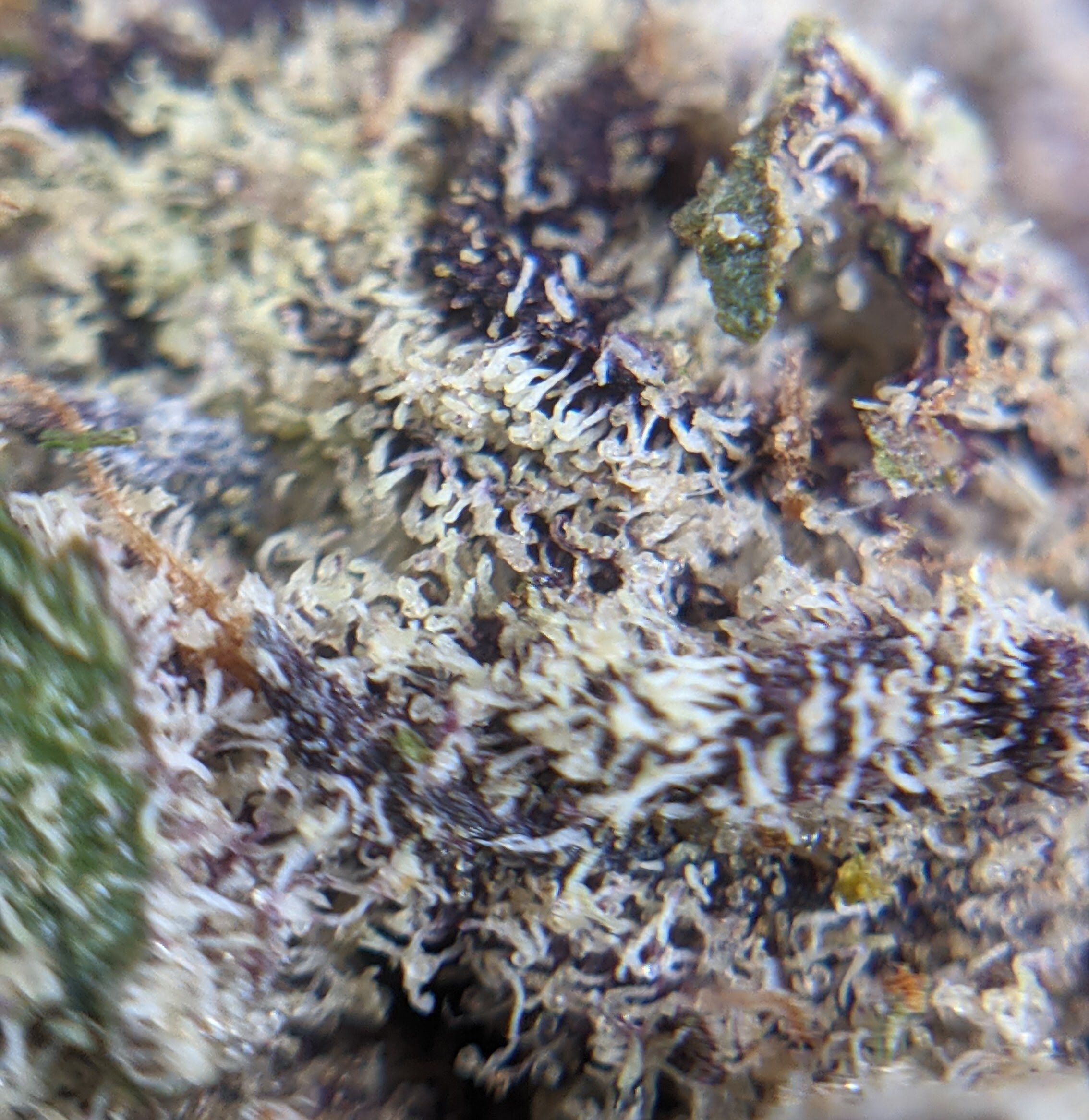 Italian Ice at magnification. Photograph by Rhys Thomas.