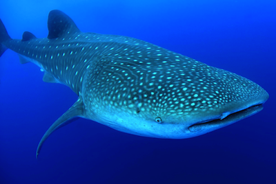 cayuco-reef-divers-whale-shark-400x268.png
