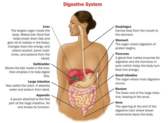 digestive system.