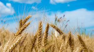wheat.jpeg