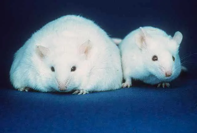 The obese human microbe resulted in obese mice when fed the same diet.