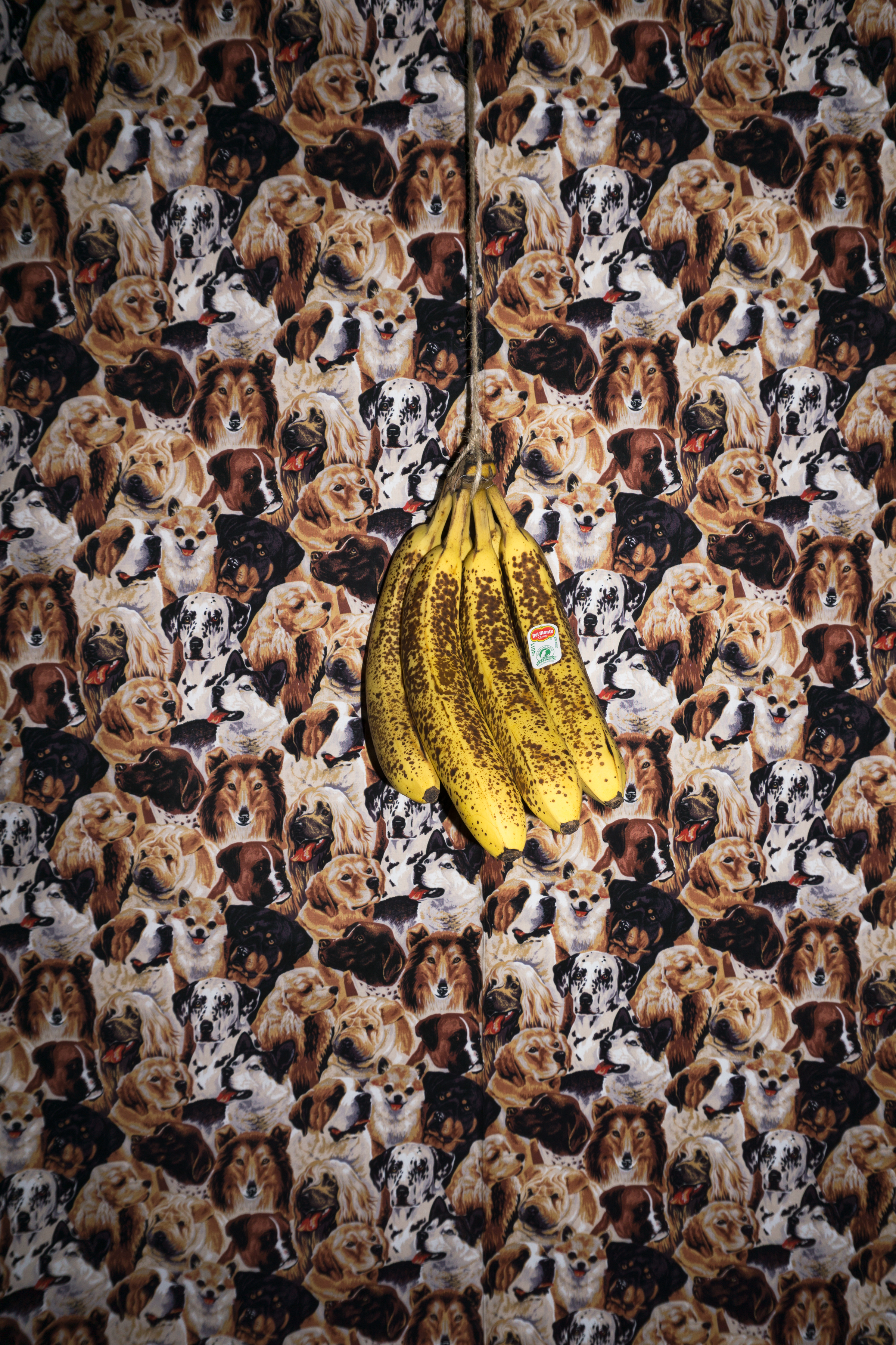 Dogs & Bananas