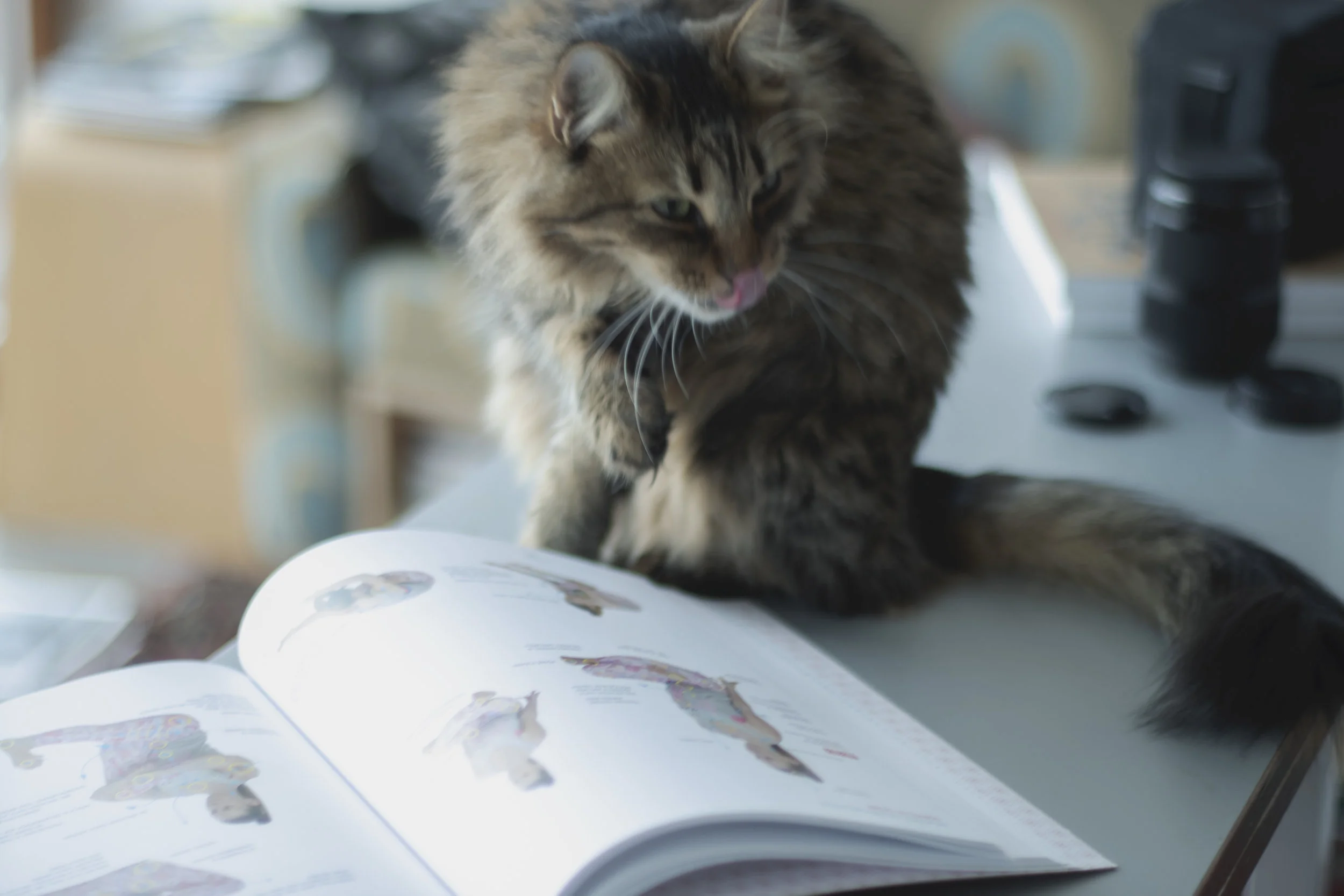 BOOK_YOGA_CATS.jpg