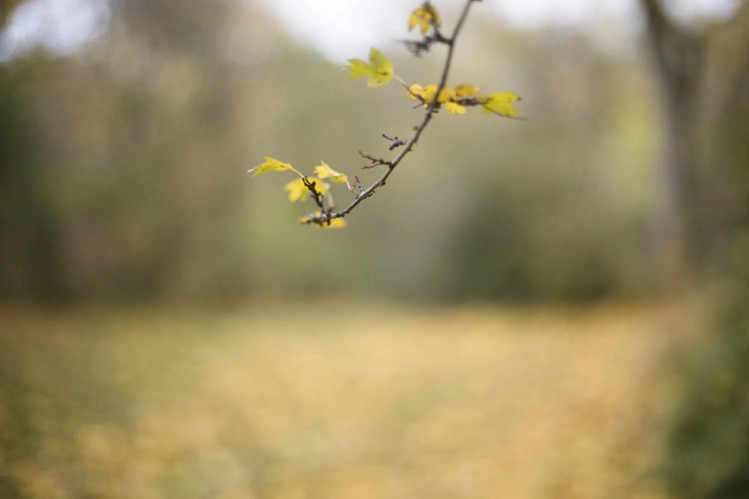 Vata Calm Down - Stärke deine Immunkraft