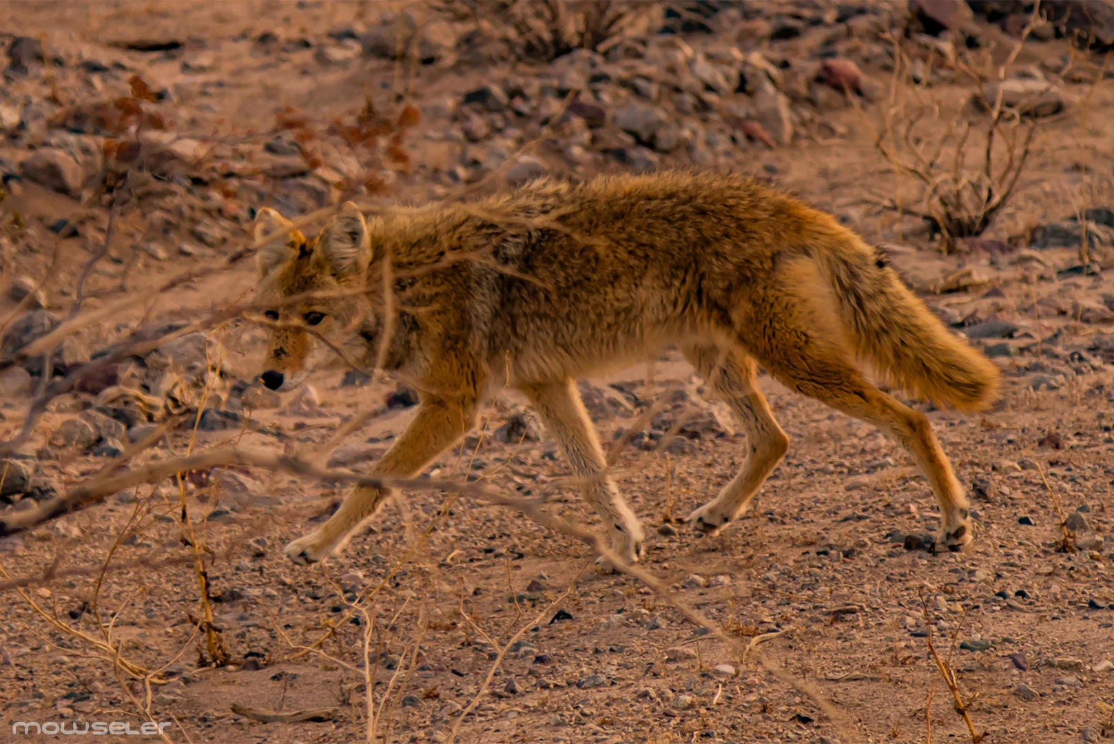 Coyote.jpg