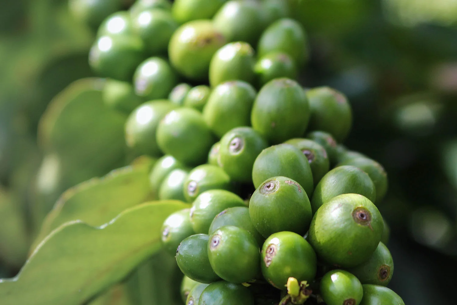 Volkan-Coffee_beans.jpg