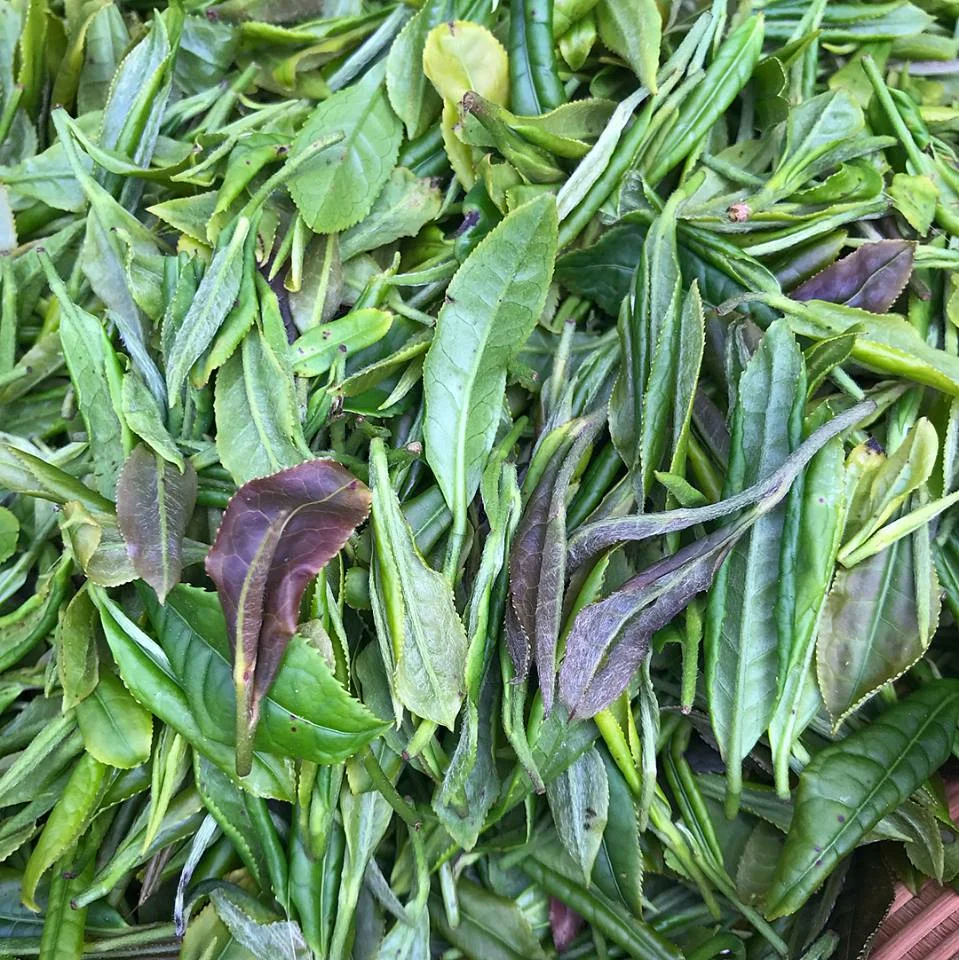 Fresh Tea Leaves from Nannuo Mountain - Photo: West China Tea Company