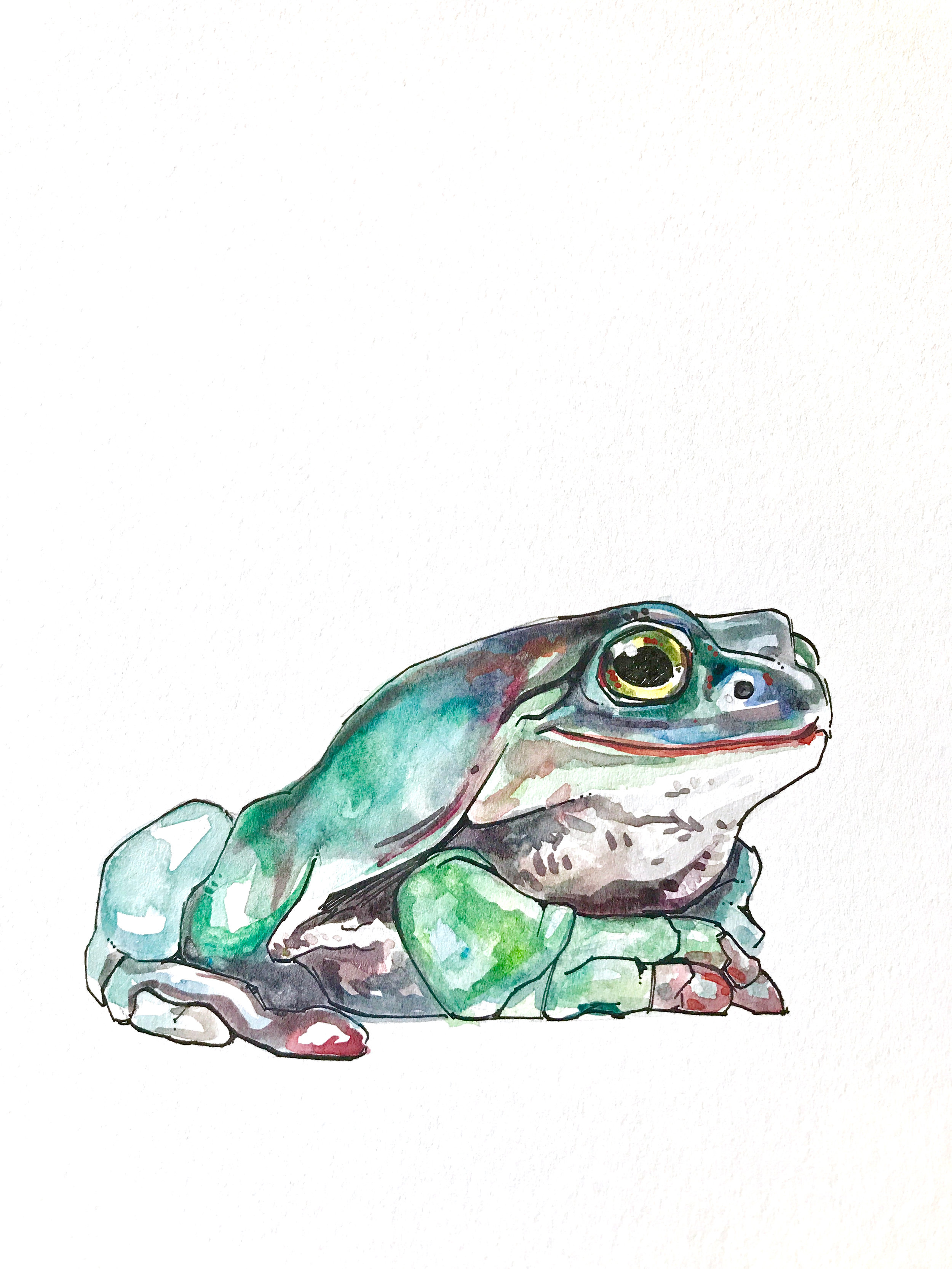 Happy Toad 2.jpg