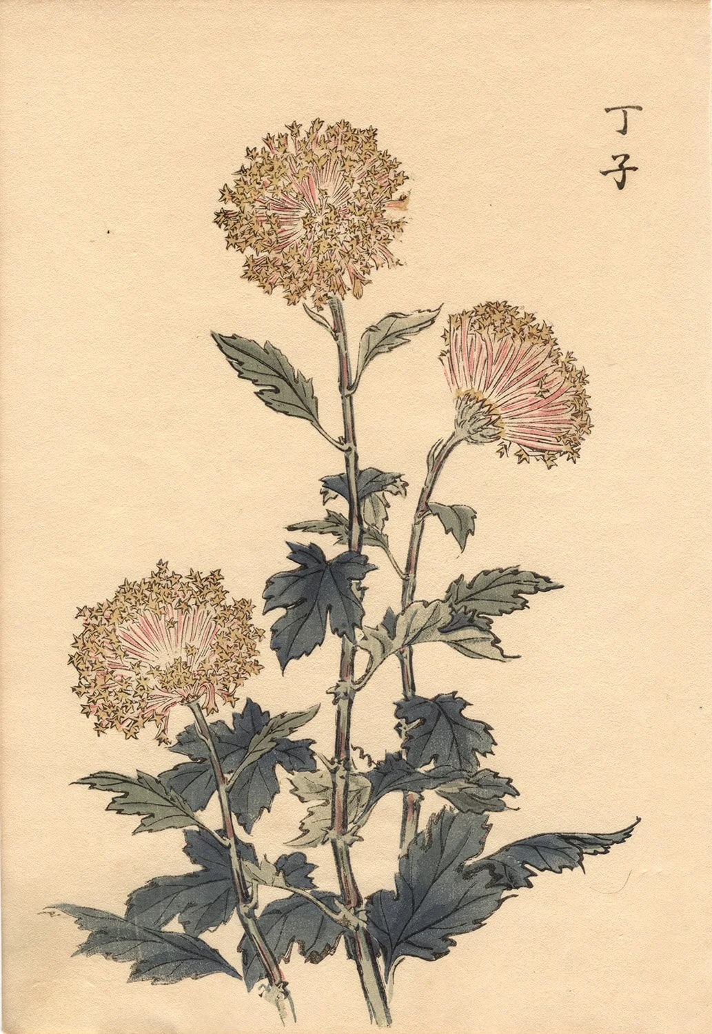 Keika Hasegawa, Choko Chrysanthemum