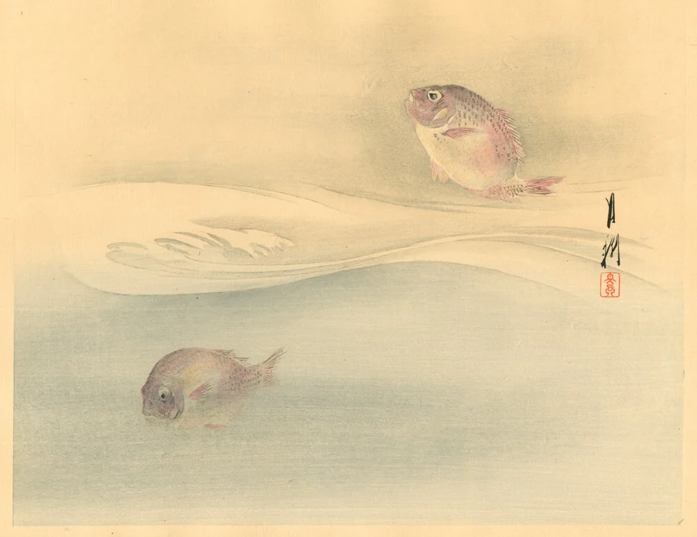 Ogata Gekko, Sea Bream