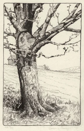 Barker-Wild-Apple.jpg