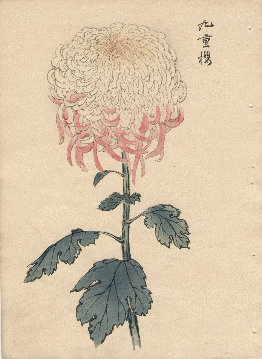 Keika Hasegawa, Kokenoyezakura Chrysanthemum