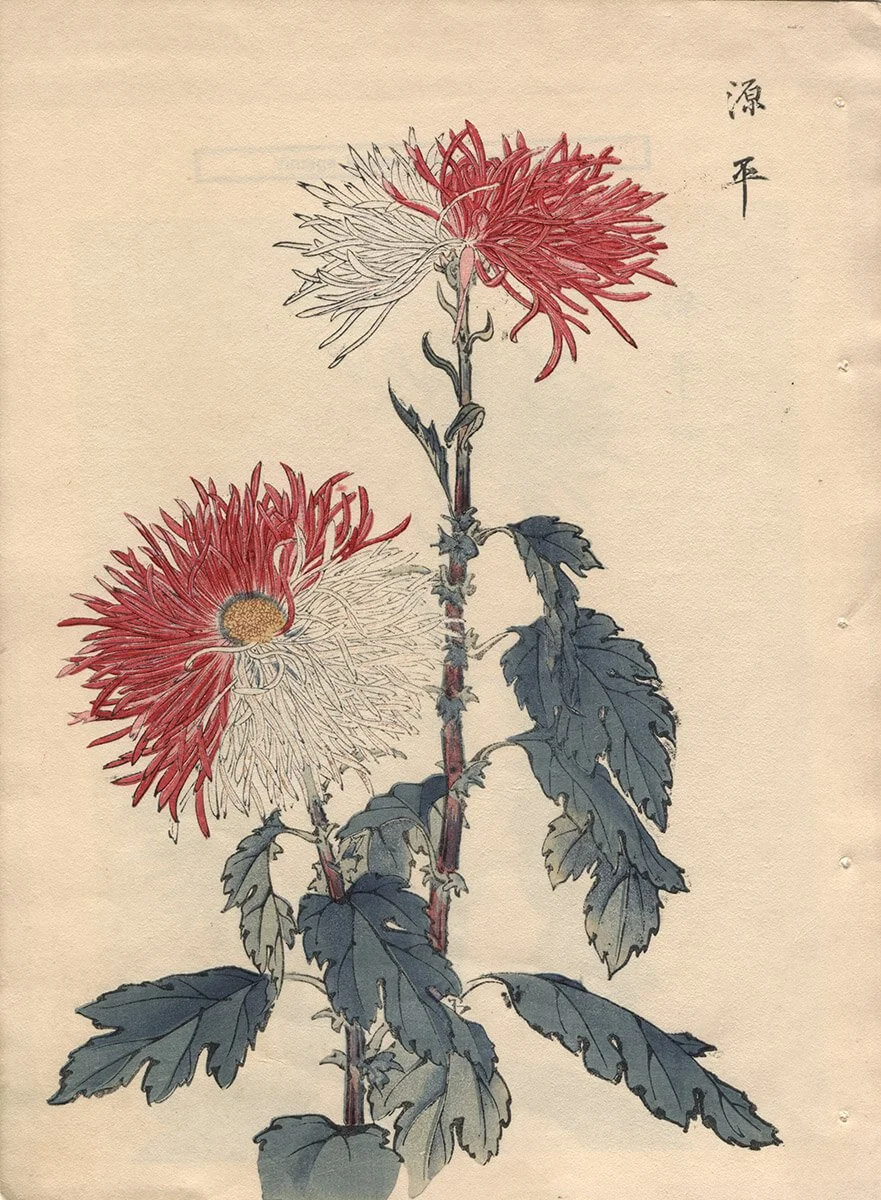Keika Hasegawa, Genpei Chrysanthemums