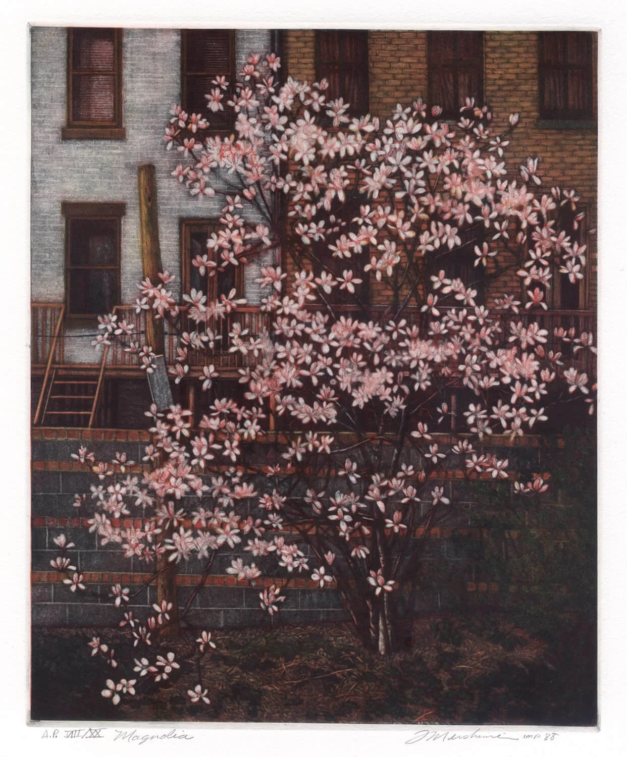 Magnolia
