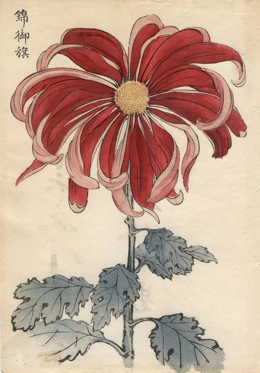 Keika Hasegawa, Nishiki Chrysanthemum
