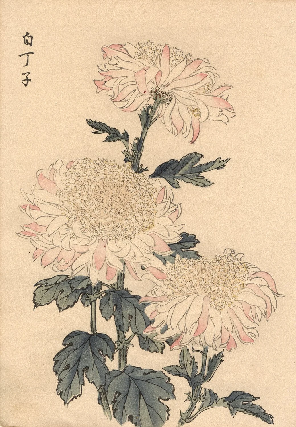 Keika Hasegawa, White Choko Chrysanthemum