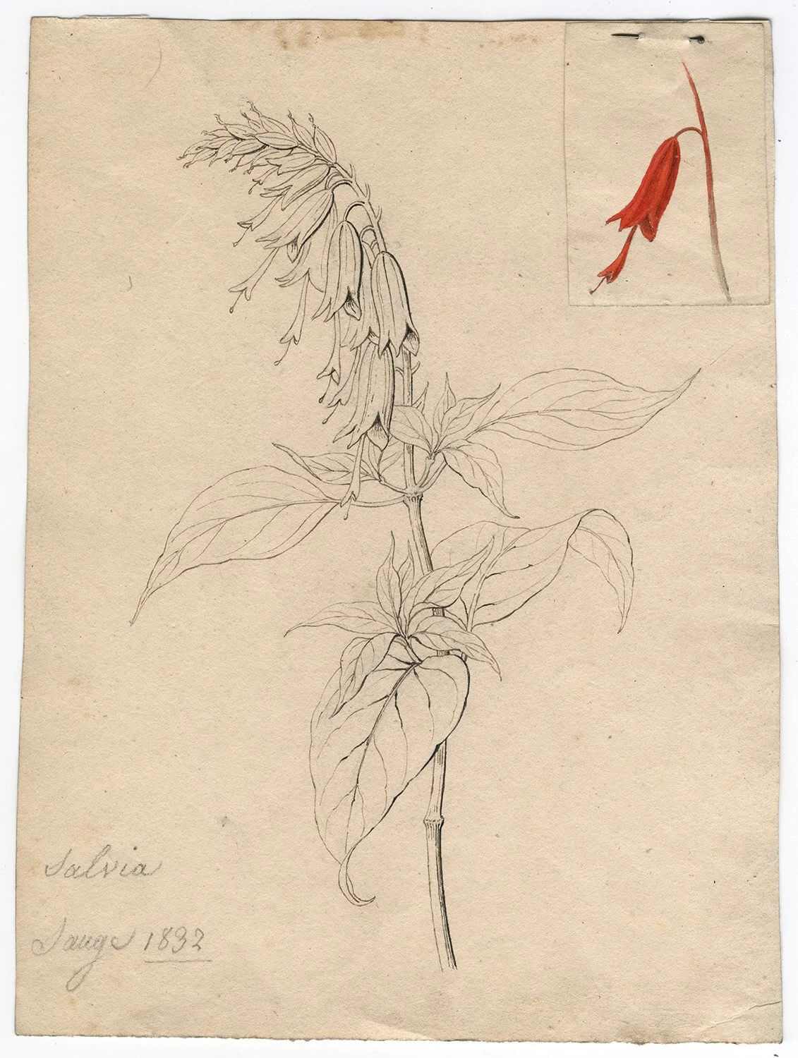 Eugène Bléry, Sauge Salvia