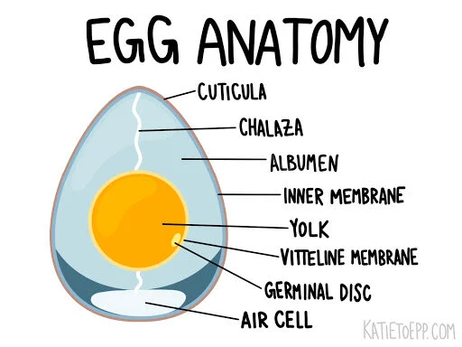 An amateur's "anatomy of the egg"