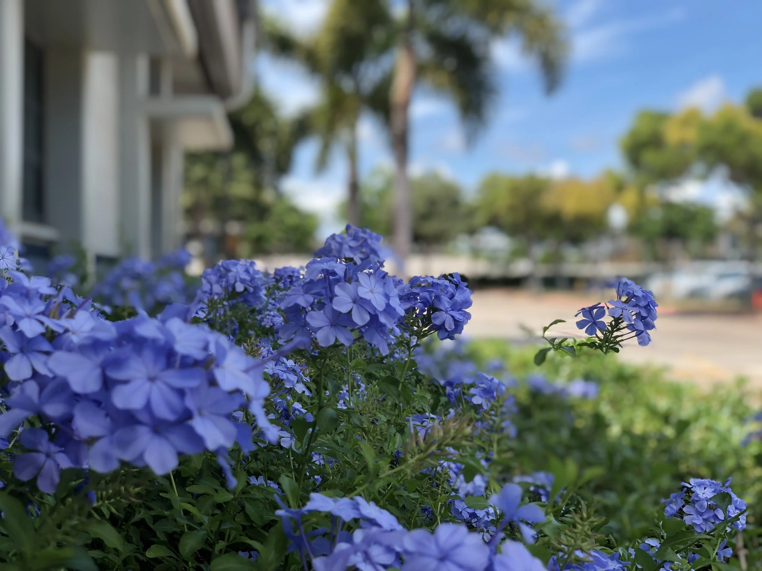 Cape Plumbago Bushes at the front of the school