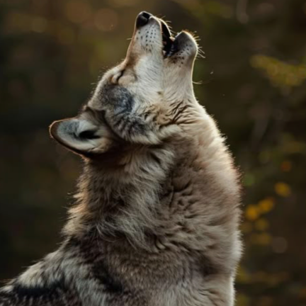 Primordial Breathwork