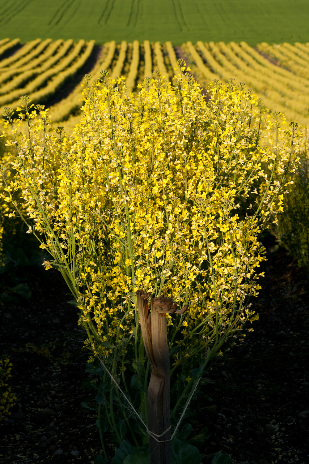 coupeville_cabbage_7-13_website_smaller copy.jpg