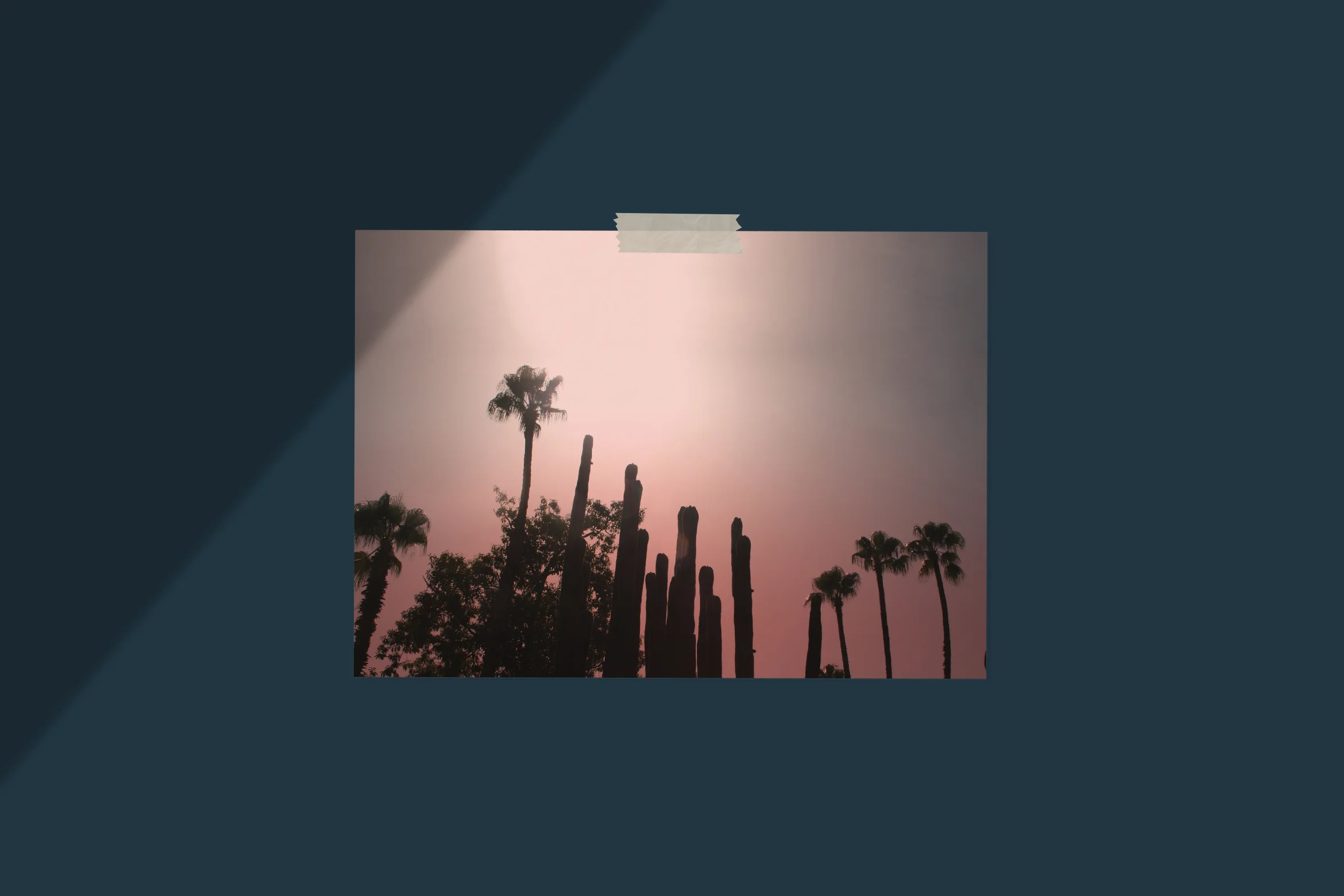 CACTUS DOWNLOAD MOCK UP.jpg