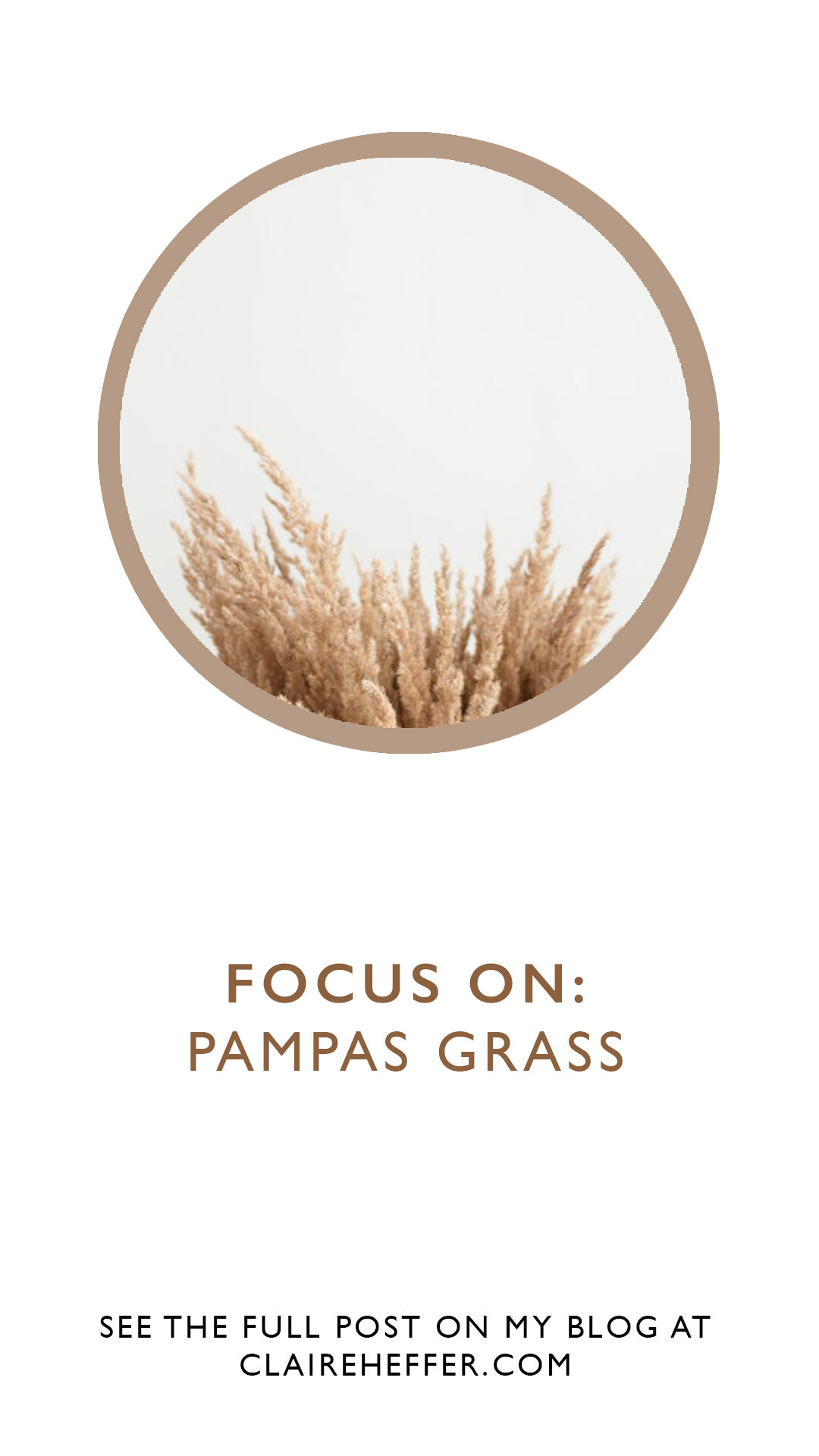 FOCUS ON- PAMPAS GRASS2.jpg