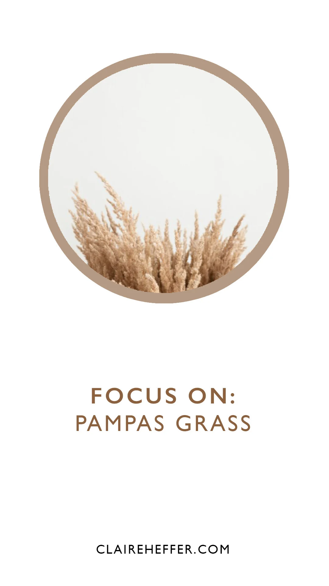 FOCUS ON: PAMPAS GRASS